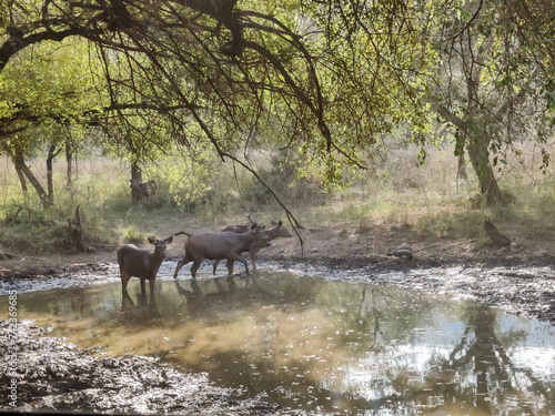 Photography Wild life photography of a deer with brown fur in a forest shot during daylight