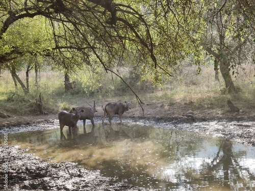 Canvas Print Wild life photography of a deer with brown fur in a forest shot during daylight
