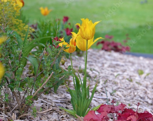 .beautiful yellow  tulips blooming in a flowerbed in a spring garden with woo...