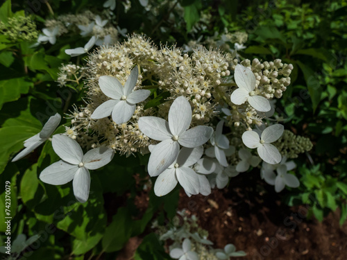 Hydrangea paniculata (Hydrangea paniculata Siebold) 'Praecox'. Shrub with ovate leaves flowering with large panicles of creamy-white sterile flowers mixed with small fertile flowers photo