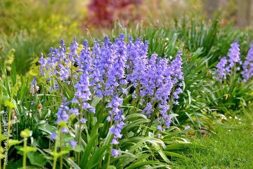 beautiful purple flowers blooming in a flower bed in a garden