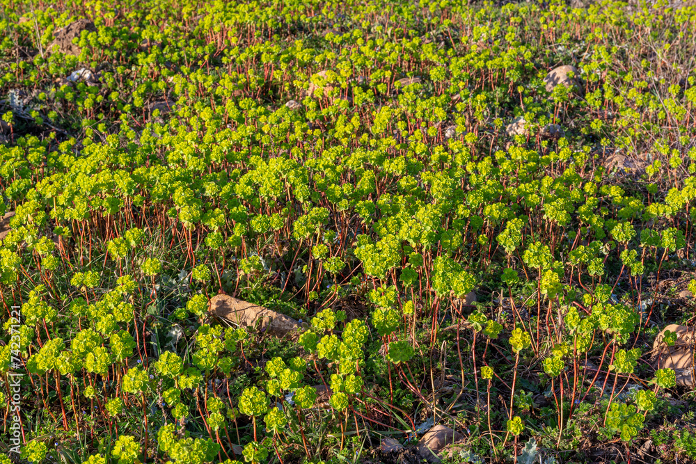 Euphorbia helioscopy. Field covered with sun spurge plants.