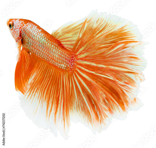 Orange Halfmoon Betta splendens or siamese fighting fish isolated on white background, With clipping path.