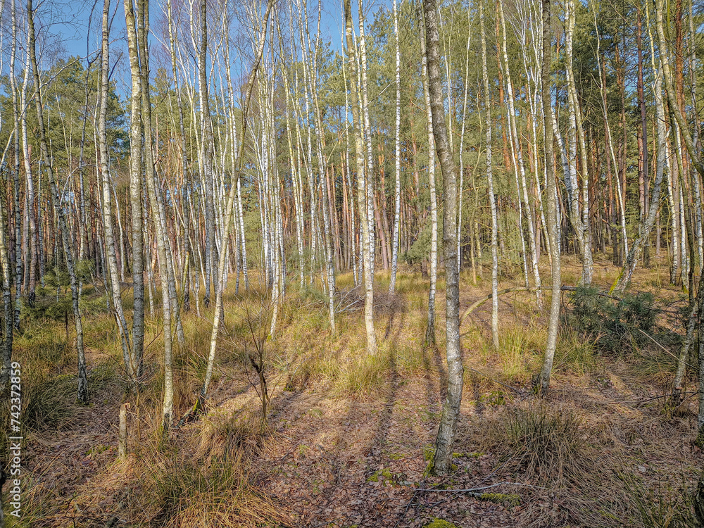 Coniferous forest and birches without leaves. Coniferous forest and birches without leaves.