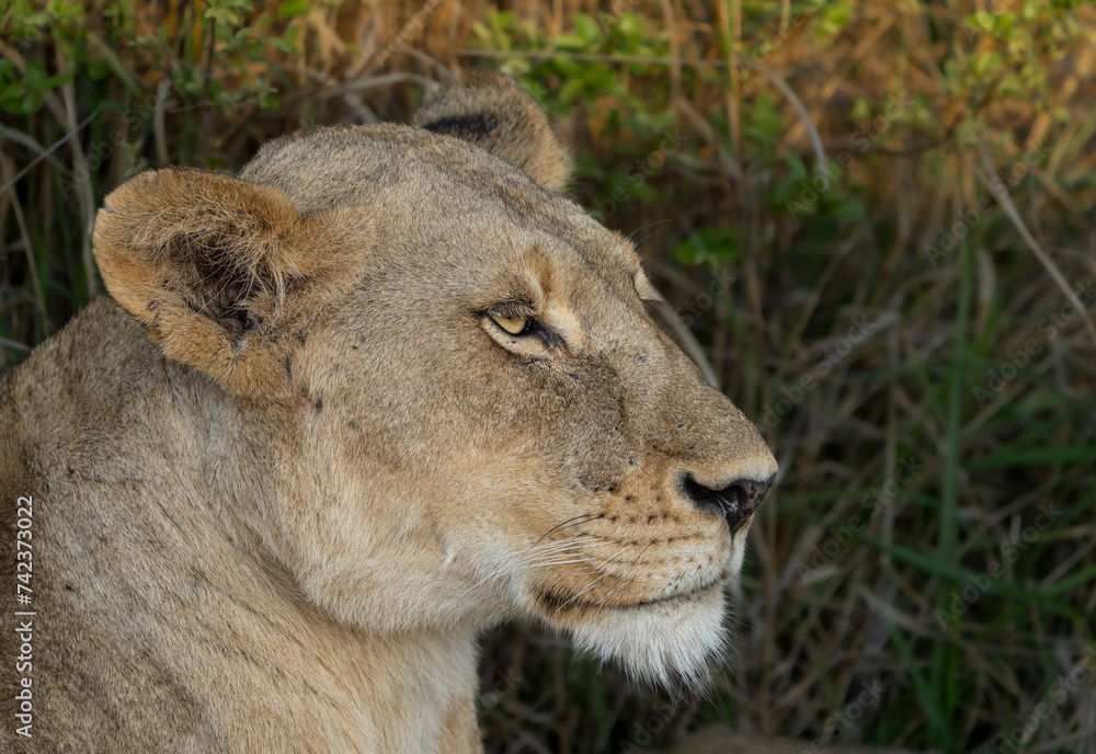 A face of a lioness glancing into the distance, Kruger National Park. A face of a lioness glancing into the distance, Kruger National Park.