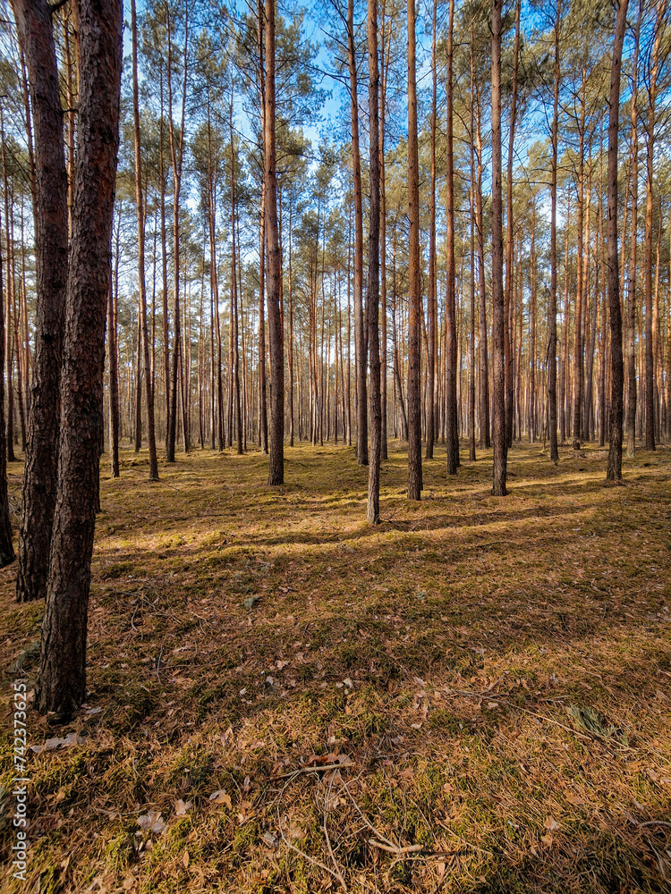 Fototapeta premium Coniferous forest and birches without leaves.