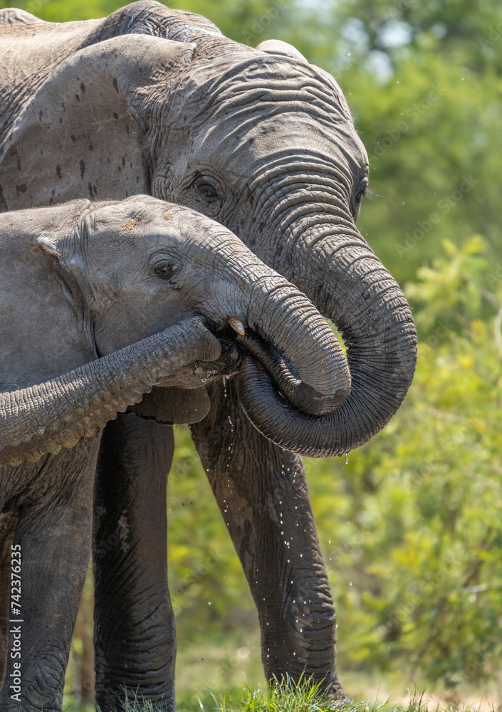 Obraz premium Two African elephant trunks reaching for the mouth of a baby elephant to drink and kiss, Kruger National Park.