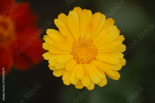 Yellow flower on blurred green background