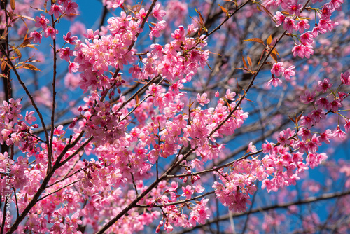 The beautiful view of cherry Blossom at Khun Wang, Doi Inthanon, Chiangmai, Thailand