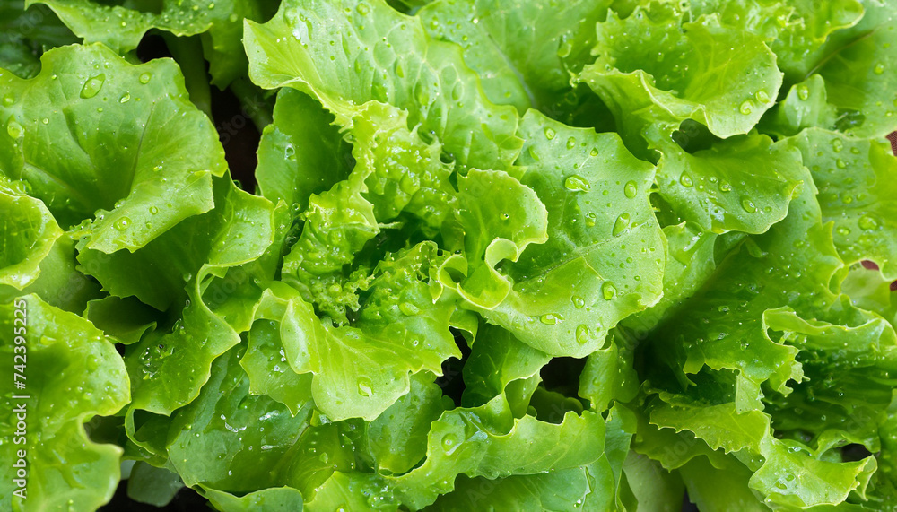 Overhead view of green lettuce leaves background with water drops; close up, fresh vegetable backdrop Overhead view of green lettuce leaves background with water drops; close up, fresh vegetable backdrop