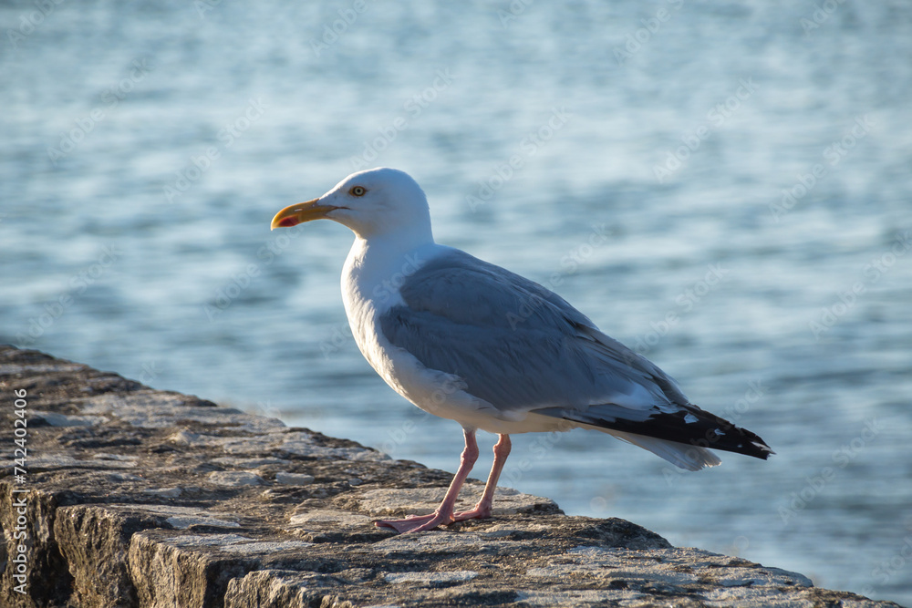 Obraz premium seagull on a rock