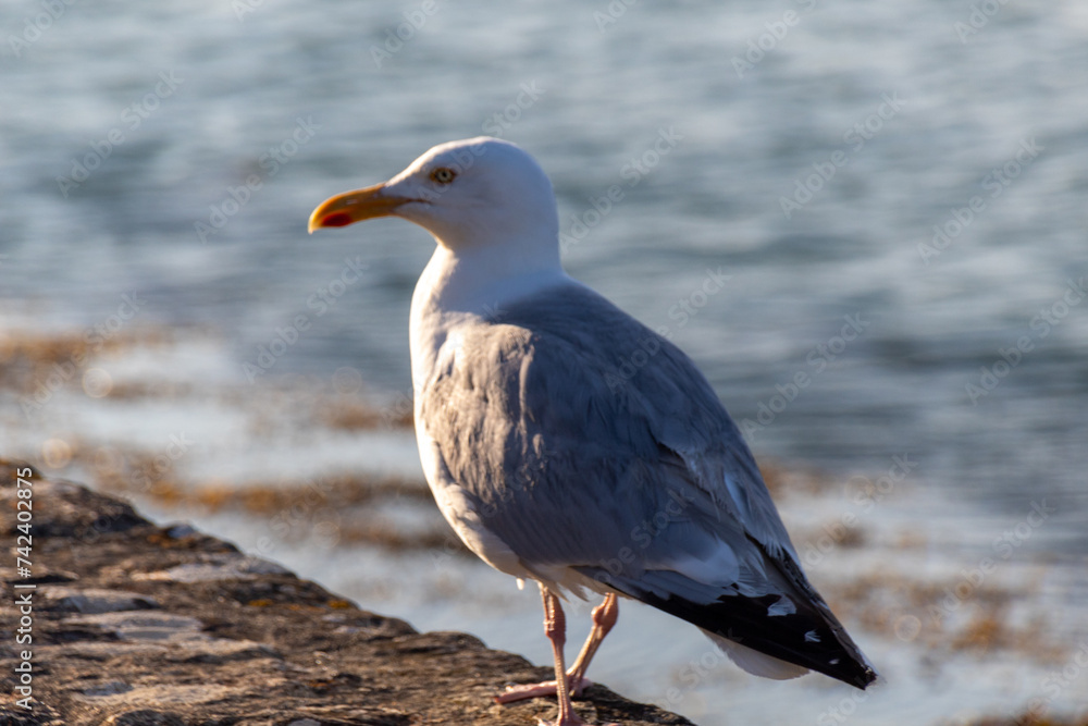 Naklejka premium seagull on a rock
