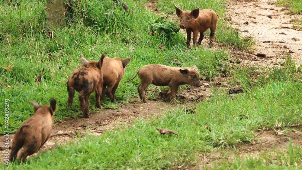 Fototapeta premium Port Vila, Vanuatu