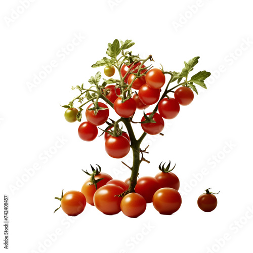 tomato and cherry tomato  isolated on white background  PNG image
