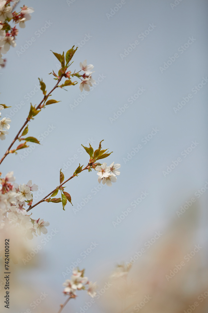 Kirschblütenbaum im Mai, Baumreihe im Bad Sassendorfer Kurpark