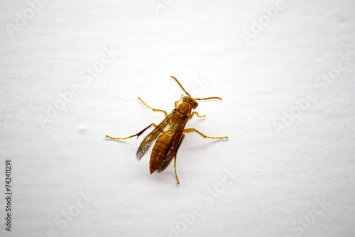 Indian Yellow Paper Wasp (Polistes olivaceus) resting : (pix Sanjiv Shukla) © Sanjiv