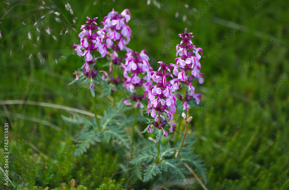 ヨツバシオガマという日本固有の高山植物, 鮮やかな薄紫色の花 ヨツバシオガマという日本固有の高山植物, 鮮やかな薄紫色の花