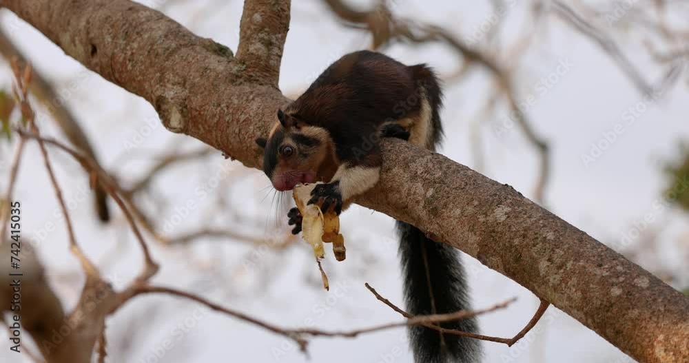 Malabar giant squirrel (Ratufa indica) sitting on branch eating a banana, Sri Lanka Malabar giant squirrel (Ratufa indica) sitting on branch eating a banana, Sri Lanka