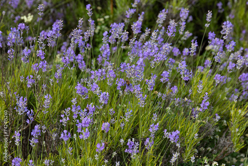 Purple lavender flowers, lavender bush lavender field.