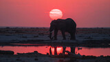 Elephant at sunset in Namibia Etosha Park.