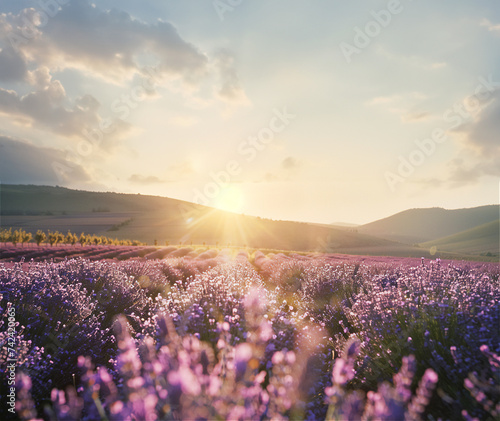  Provençal landscape with lavender farm