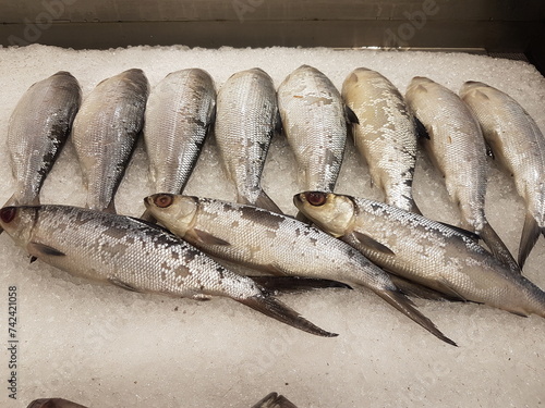 The milkfish (Chanos chanos) or Bangus is the sole living species in the family Chanidae.  Fresh milkfish isolated over on broken ice white background placed on ice sold in supermarkets. photo