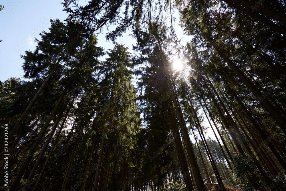Fototapeta premium Waldgebiet, Cobbenrode, Sauerland, HSK, Sommer 2023
