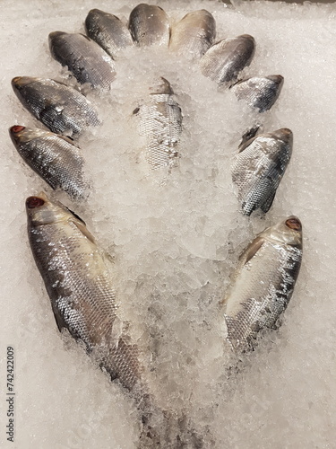 The milkfish (Chanos chanos) or Bangus is the sole living species in the family Chanidae.  Fresh milkfish isolated over on broken ice white background placed on ice sold in supermarkets. photo