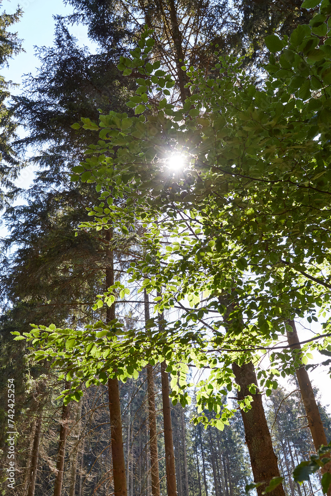 Fototapeta premium Waldgebiet, Cobbenrode, Sauerland, HSK, Sommer 2023