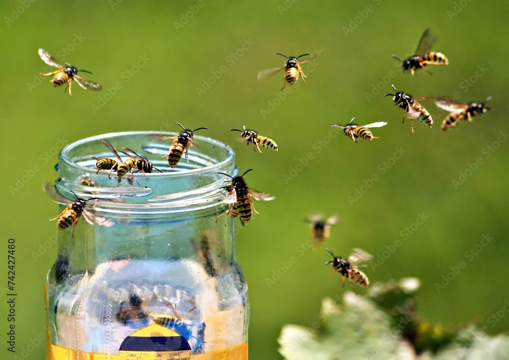 Foto Wasps around a honey jar