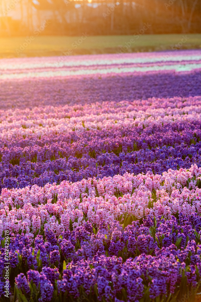 Naklejka premium Hyacinth fields in Holland, the Netherlands