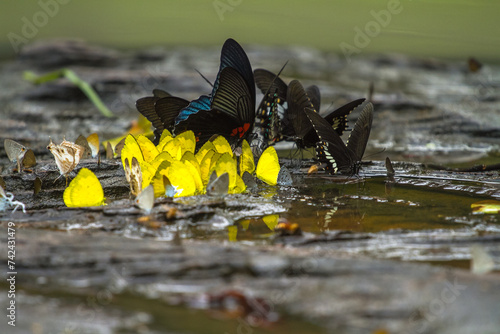 A group of butterflies are feeding on the ground.
