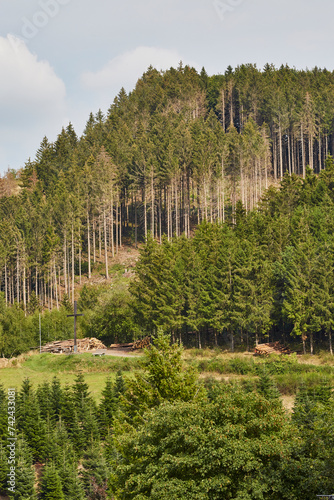 Waldgebiet, Cobbenrode, Sauerland, HSK, Sommer 2023 photo