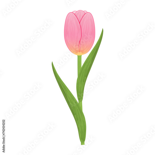 Pink tulip icon with long green leaves isolated transparent and white background. Spring element closeup for decorating design of cards and invitations. Vector watercolor illustration. Spring flowers.