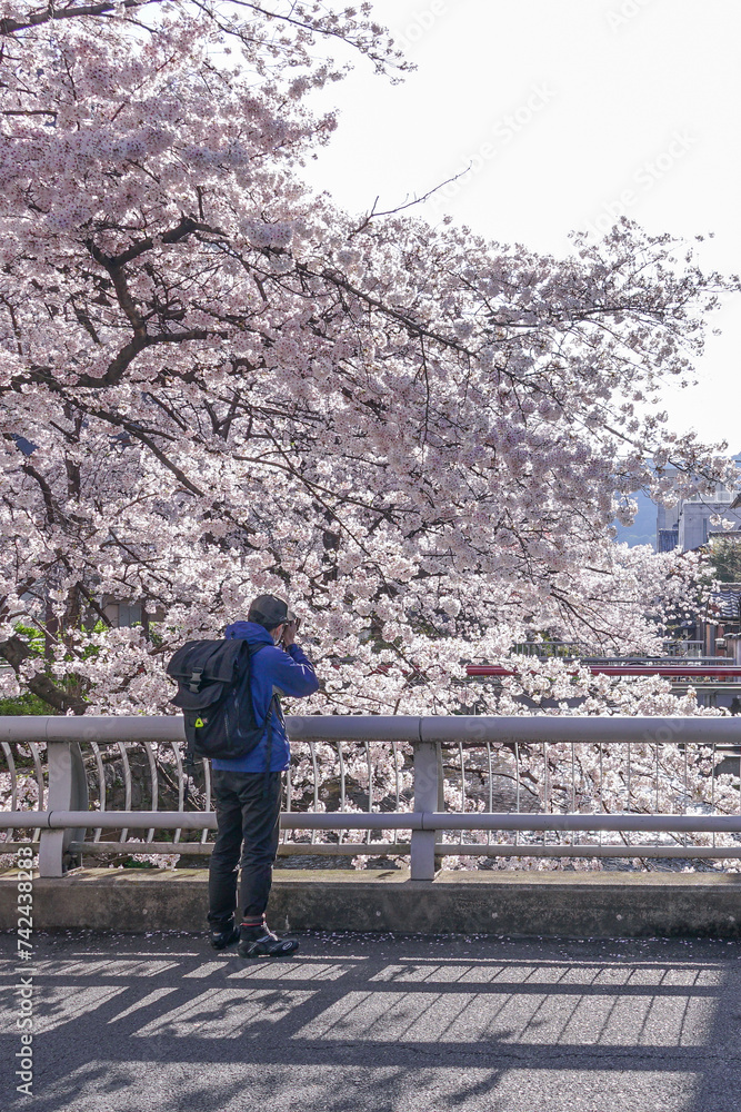 Japan Kyoto Blank space Cherry blossoms Travel Japan Kyoto Blank space Cherry blossoms Travel