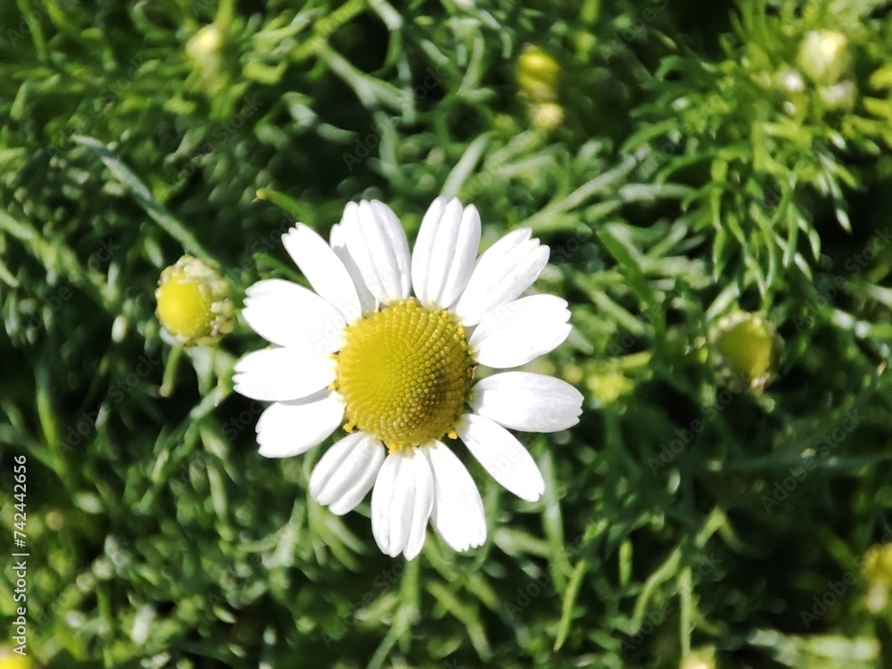 Fototapeta premium German chamomile: a species of Mayweed, its botanical name is Matricaria chamomilla.