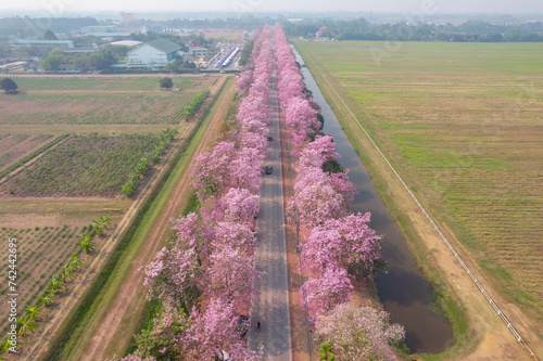 Romantic road, Pink road, The road of love photo