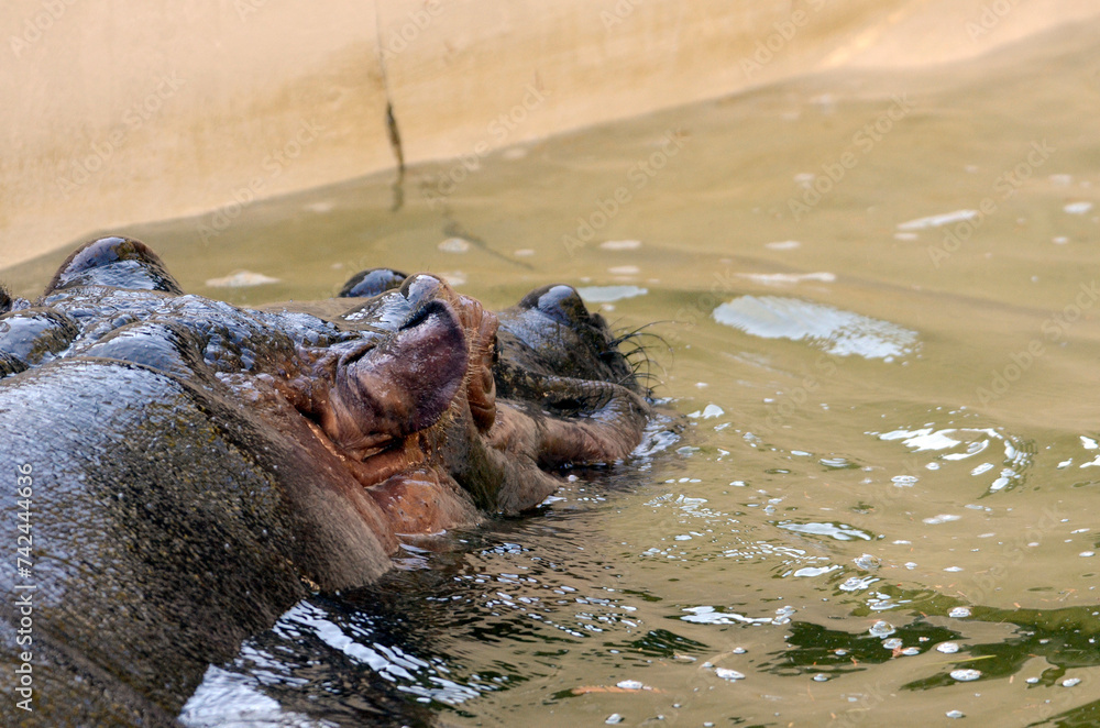 Fototapeta premium カバ
