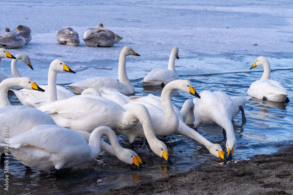 Obraz premium 北海道 弟子屈 屈斜路湖 白鳥 冬 ポップコーンを食べる白鳥
