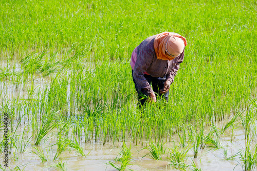 Farmers are cultivating rice in the rice fields.