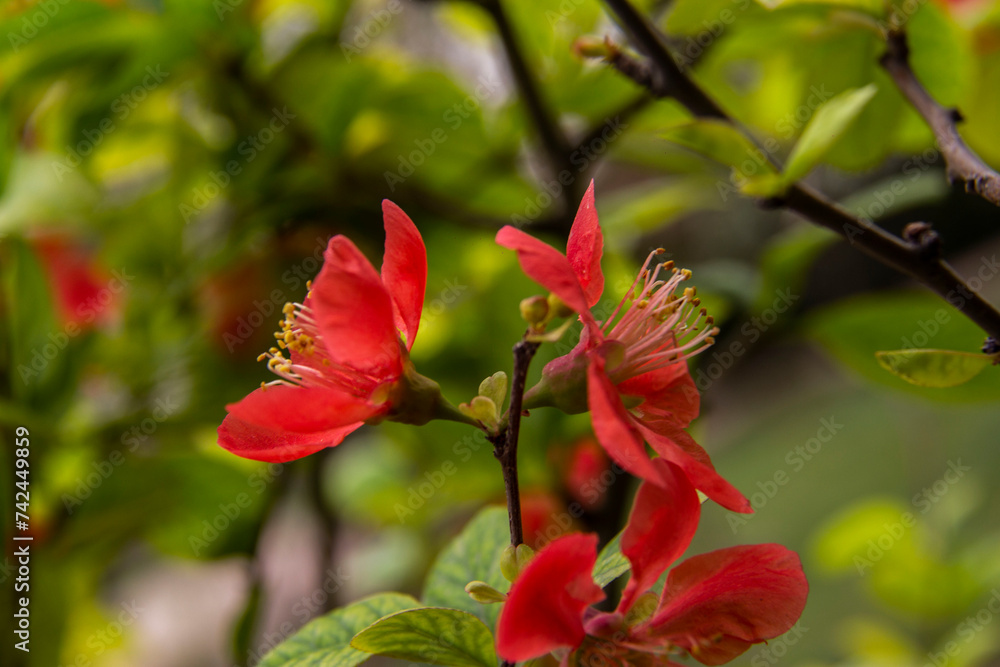 A beautiful flower of Chinese Quince Plant in the botanical garden A beautiful flower of Chinese Quince Plant in the botanical garden