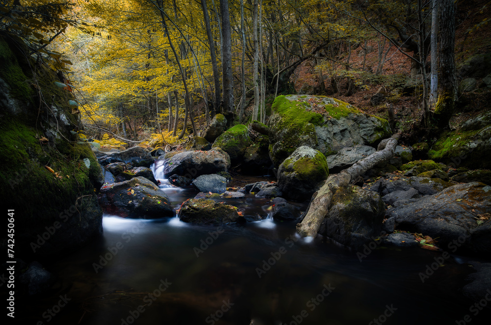 autumn forest stream autumn forest stream