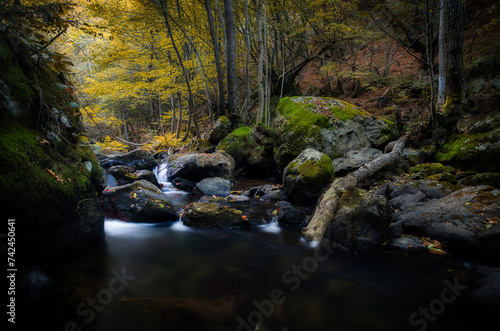 autumn forest stream