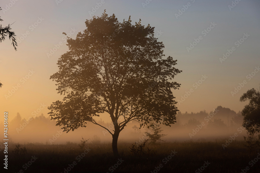 A picturesque autumn landscape, a lonely tree against the background of a misty dawn, on the river bank. A picturesque autumn landscape, a lonely tree against the background of a misty dawn, on the river bank.