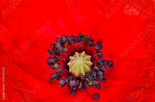 Mohn Blume flower rot macro aufnahme bezaubernd  photo