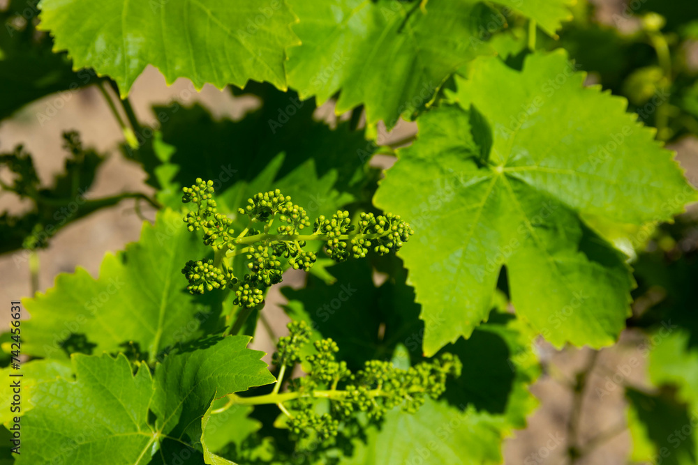 Green leaves of grapes in the vineyard. Selective focus. Green leaves of grapes in the vineyard. Selective focus.