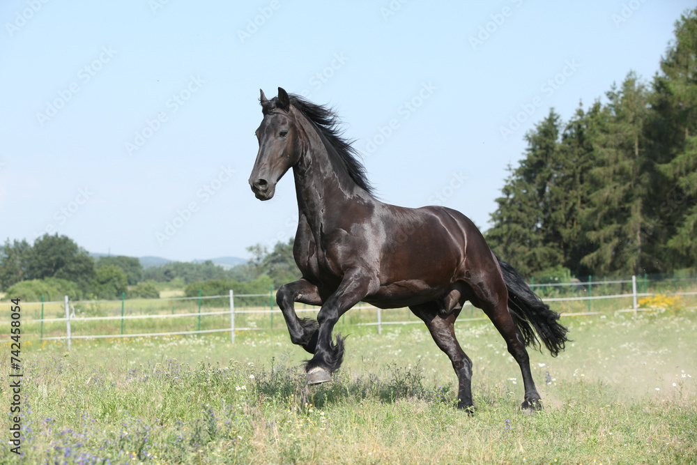 Amazing friesian mare running on pasturage Amazing friesian mare running on pasturage
