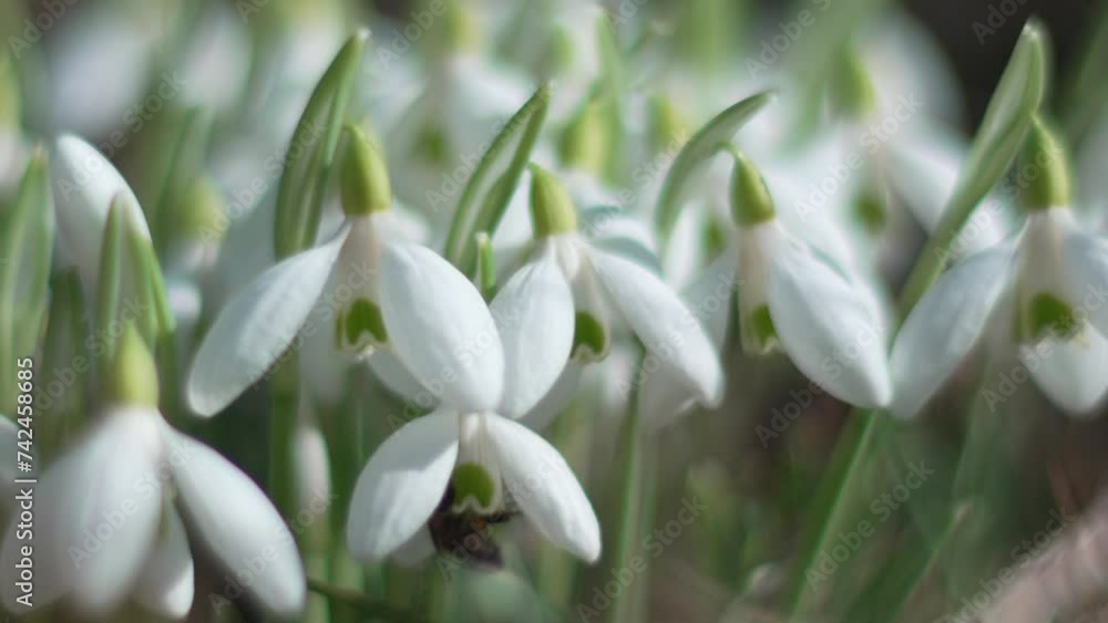 Snowdrops, flower, spring. White snowdrops bloom in garden, early spring, signaling end of winter. Slow motion, close up, soft focus Snowdrops, flower, spring. White snowdrops bloom in garden, early spring, signaling end of winter. Slow motion, close up, soft focus