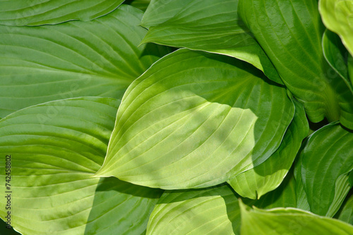 Plantain lily leaves photo