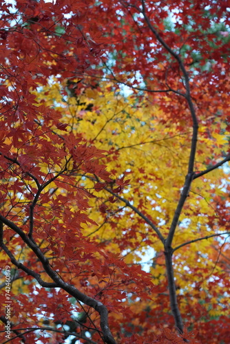 Maple leaves and trees